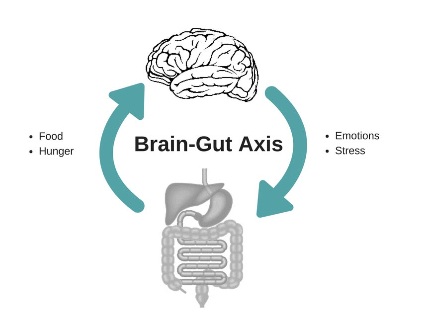 CBT Brain-gut Interaction 